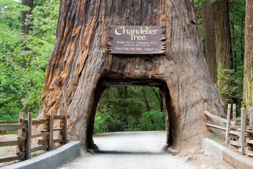 From the Redwood Forest: The Majestic World of the Tallest Trees